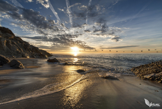 Birds in Flight at Sunrise